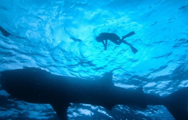 Snorkel con tiburon ballena